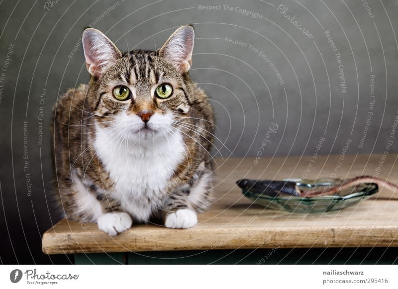 Katze mit dem Fisch Ernährung Mittagessen Diät Teller Tier Haustier 1 beobachten entdecken Essen glänzend füttern Blick warten frech Freundlichkeit Fröhlichkeit