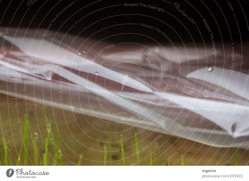 Gut behüteter Frühling Pflanze Wassertropfen Gras Halm Katzengras Folie Blumenkasten Frischhaltefolie Wachstum klein natürlich saftig grau grün weiß Schutz