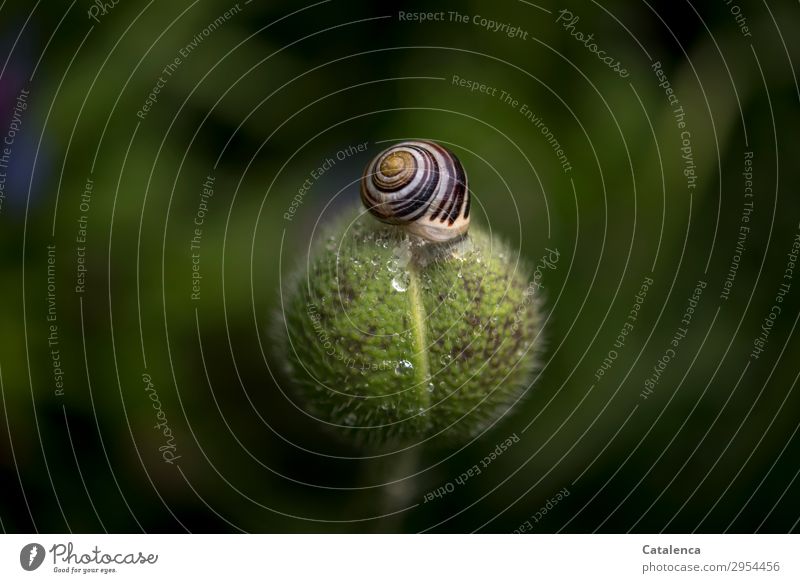 Schnirkelschnecke auf der Mohnkapsel Pflanze Tier Wassertropfen Frühling schlechtes Wetter Blume Blüte Mohnblüte Garten Wiese Schnecke 1 Schneckenhaus liegen