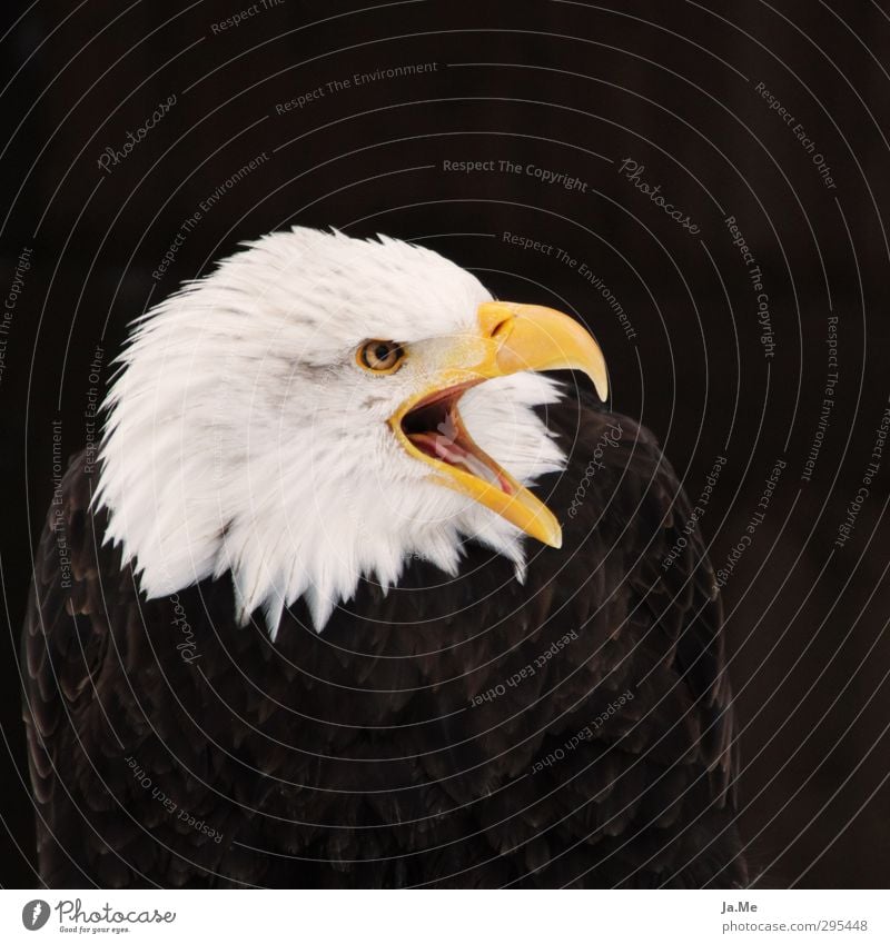 Der Schreihals Tier Wildtier Vogel Tiergesicht Flügel Adler Weisskopfseeadler Greifvogel Schnabel 1 schreien braun gelb weiß Willensstärke Macht Farbfoto