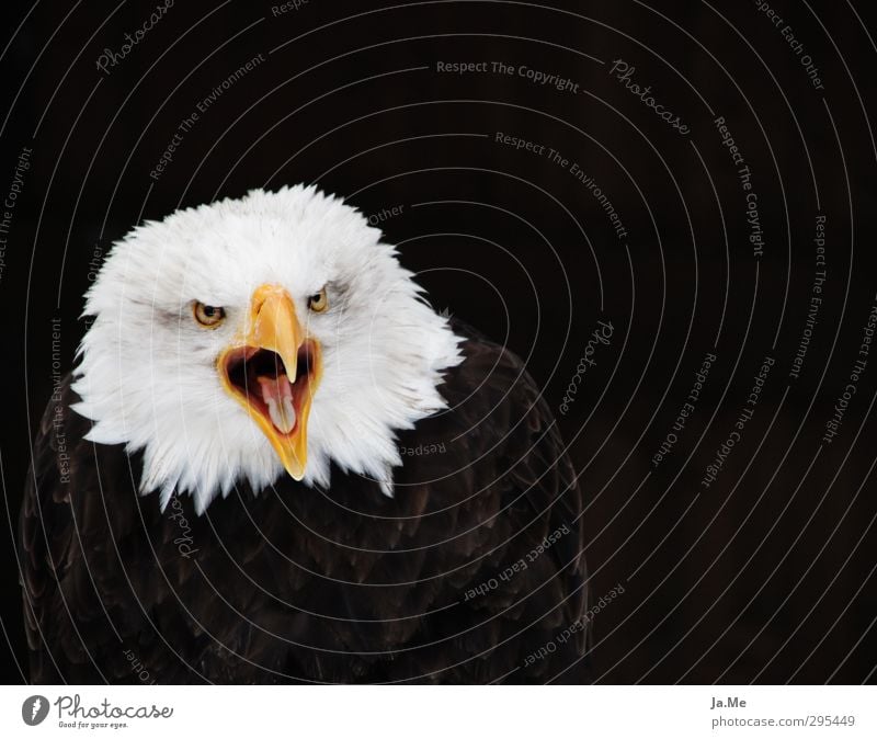 Haliaeetus leucocephalus Tier Wildtier Vogel Tiergesicht Flügel Adler Weisskopfseeadler Greifvogel Schnabel 1 schreien frech Farbfoto mehrfarbig Außenaufnahme