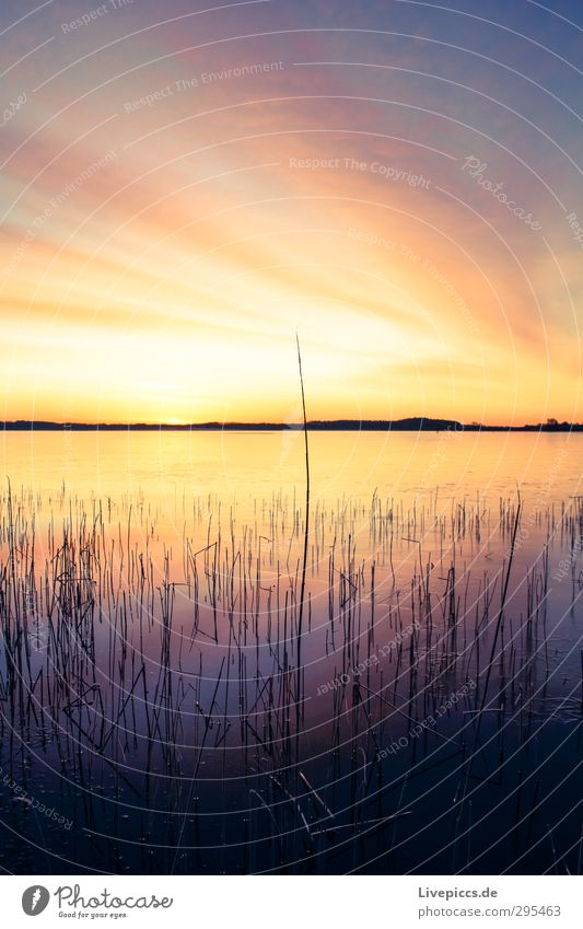 7.00 Uhr am Seepark Umwelt Natur Landschaft Wasser Himmel Wolken Sonne Sonnenaufgang Sonnenuntergang Sonnenlicht Winter Schönes Wetter Pflanze Baum Sträucher