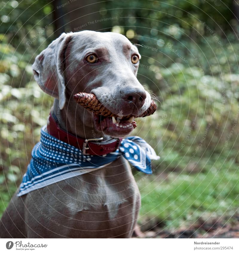 Erwartungshaltung Stil Leben Natur Tier Hund 1 beobachten Fressen Freizeit & Hobby skurril Stolz Vertrauen apportieren Weimaraner Jagdhund Farbfoto