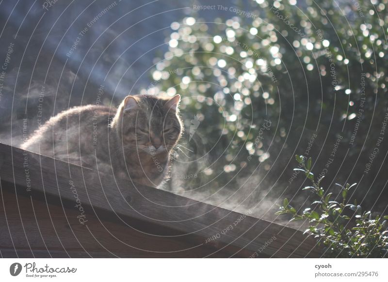 hmmm... Tier Haustier Katze 1 atmen beobachten berühren Duft leuchten schlafen sitzen träumen warten frisch kalt kuschlig nass niedlich weich Zufriedenheit