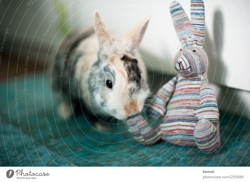 Hasenfuß Ostern Tier Haustier Tiergesicht Fell Zwergkaninchen Hase & Kaninchen Osterhase 1 sitzen Neugier niedlich Sympathie Freundschaft Tierliebe Geruch