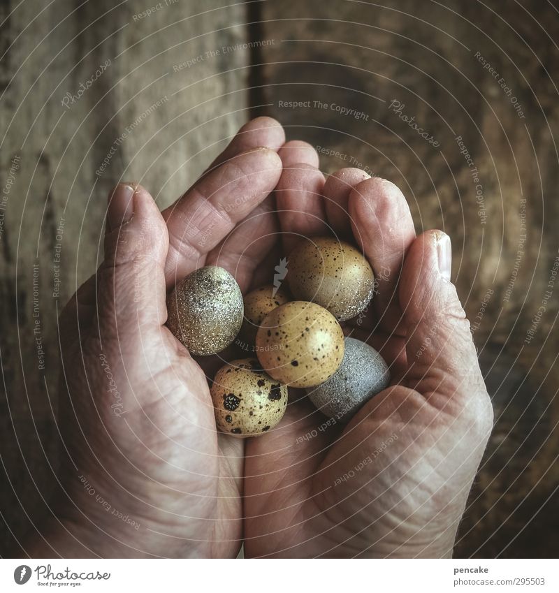 neue welten feminin Leben Hand 45-60 Jahre Erwachsene Natur Urelemente Frühling Wildtier Holz Zeichen Beginn geheimnisvoll Identität Idylle einzigartig Kultur