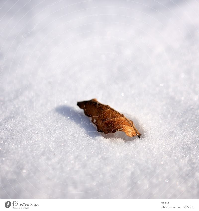 Frohe Weih... ähem Ostern Umwelt Natur Pflanze Winter Eis Frost Schnee Baum Blatt alt frieren liegen dehydrieren dunkel hell kalt Sauberkeit braun grau schwarz