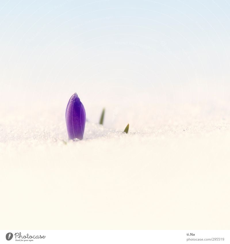 Ostern im Schnee Garten Gartenarbeit Frühling Winter Klimawandel Schönes Wetter Eis Frost Pflanze Wildpflanze Krokusse Blühend Duft frieren Wachstum hell kalt