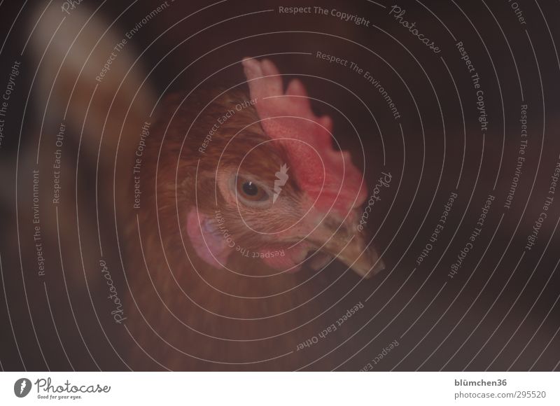 Eier-Lieferant Tier Nutztier Vogel Tiergesicht 1 Blick stehen frech Neugier feminin braun rot Tierliebe Wachsamkeit Haushuhn Auge Feder Federvieh Glück