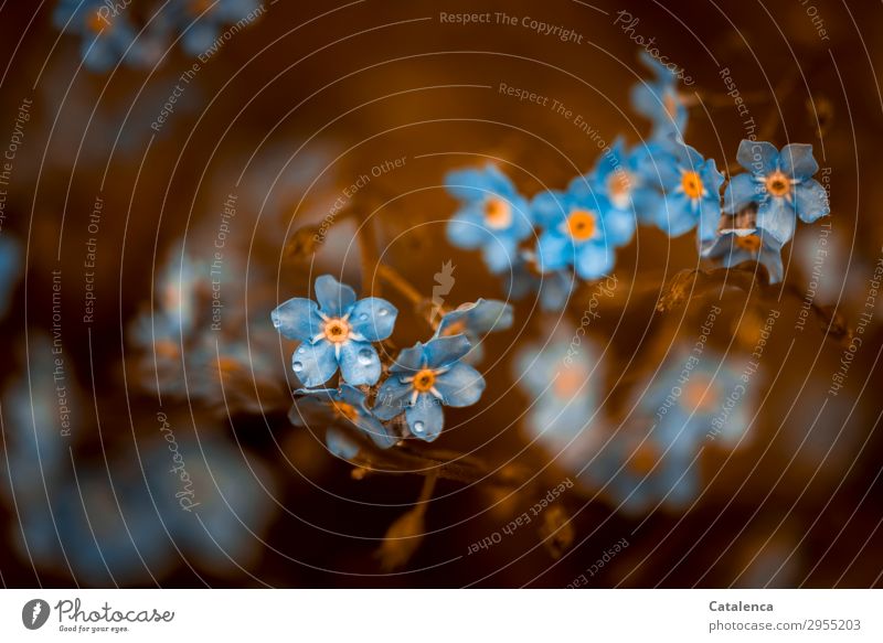 900 Erinnerungen Natur Pflanze Wassertropfen Frühling schlechtes Wetter Regen Blatt Blüte Wildpflanze Vergißmeinnicht Garten Wiese Blühend Duft schön klein blau