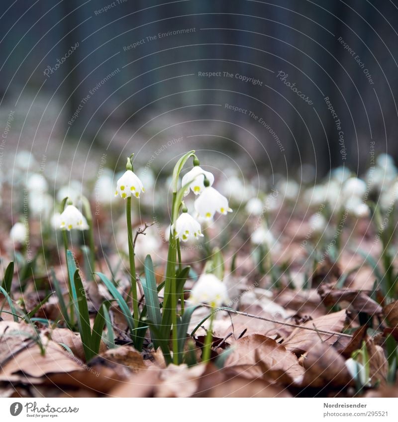 Waldfrühling Natur Pflanze Erde Frühling Blume Wildpflanze Blühend Leben Beginn Duft Märzenbecher Frühlingsblume Waldboden Farbfoto Außenaufnahme Menschenleer