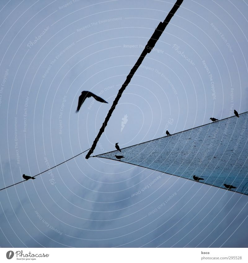 es fliegt es fliegt es fliegt ... Tier Luft Himmel Wolken Gewitterwolken Sommer Luftverkehr Wildtier Vogel 1 Tiergruppe Linie Netz Netzwerk fliegen sitzen eckig