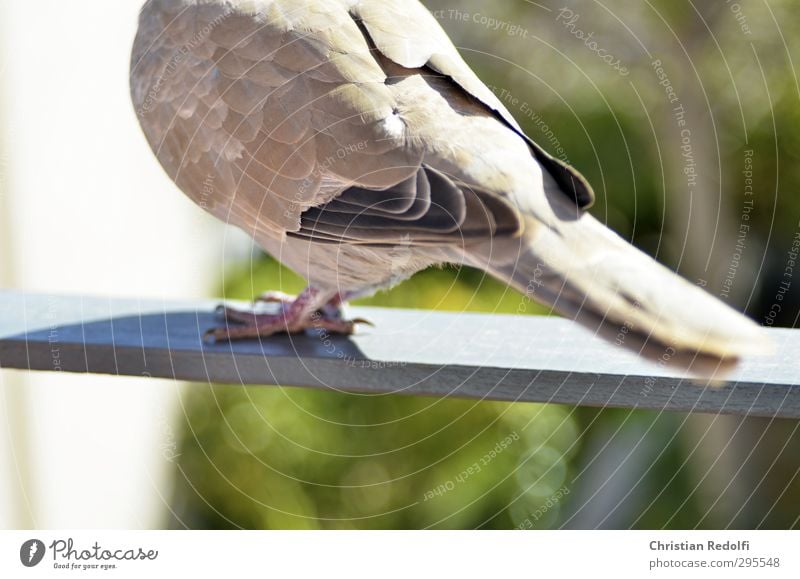 Taube Natur Tier Wildtier Vogel 1 füttern Flügel Federvieh Balkon motiv Krallen grau Farbfoto Außenaufnahme Textfreiraum unten Tag Sonnenlicht