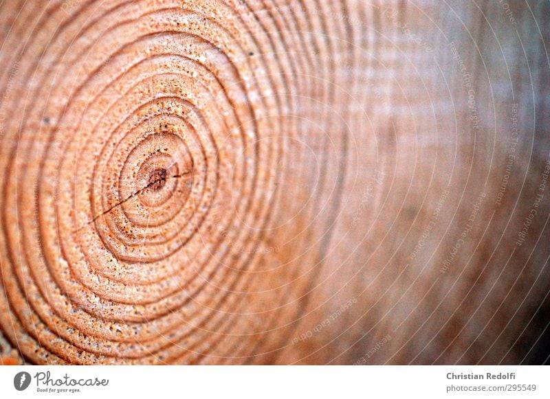 50 jahre Umwelt Natur Wald Urwald Ordnung Perspektive Ferne Baumstamm Jahresringe Holz Senior braun Material Baum fällen Baumstumpf Farbfoto Außenaufnahme