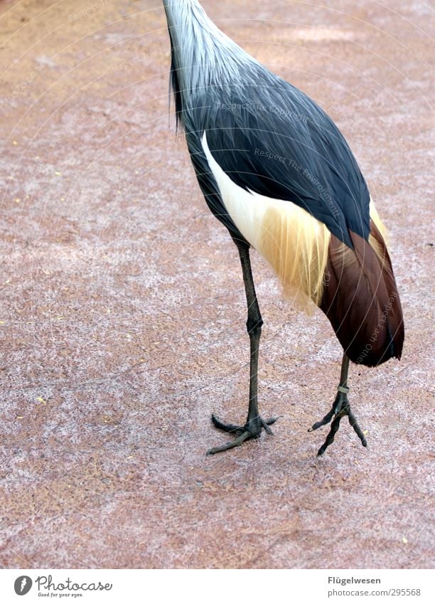 Kopflos in den Wochenstart Tier Wildtier Vogel Flügel Fell Fährte Zoo Streichelzoo 1 fliegen Freude Leben Vogelperspektive Vogelfutter Feder Krallen Federvieh