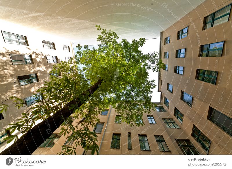 Das Fenster zum Hof 09 Umwelt Frühling Baum Stadtzentrum Menschenleer Haus Einfamilienhaus Bauwerk Gebäude Architektur Mauer Wand Gefühle Freude