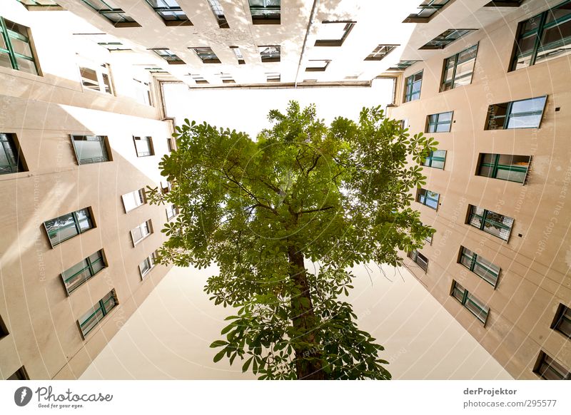 Das Fenster zum Hof 12 Umwelt Natur Pflanze Himmel Sonne Frühling Baum Hauptstadt Stadtzentrum Menschenleer Haus Bauwerk Gebäude Architektur außergewöhnlich