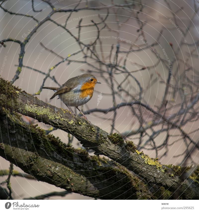 Fly robin fly Natur Tier Baum Vogel klein Ast Federn Flügel Rotkehlchen Erithacus rubecula Farbfoto Außenaufnahme