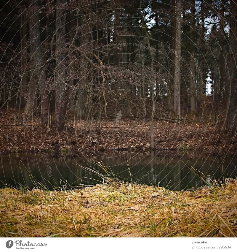 erwartung Natur Landschaft Pflanze Tier Urelemente Erde Wasser Frühling Winter Klima Klimawandel Wetter Baum Gras Moor Sumpf Frühlingsgefühle Vorfreude