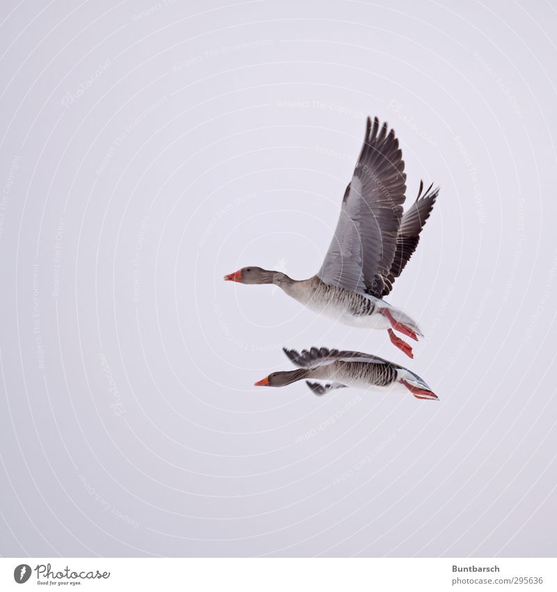 Paarflug Tier Wildtier Vogel Gans Graugans Feder Schnabel Flügel 2 fliegen natürlich grau rot paarweise gleiten Schweben Farbfoto Außenaufnahme