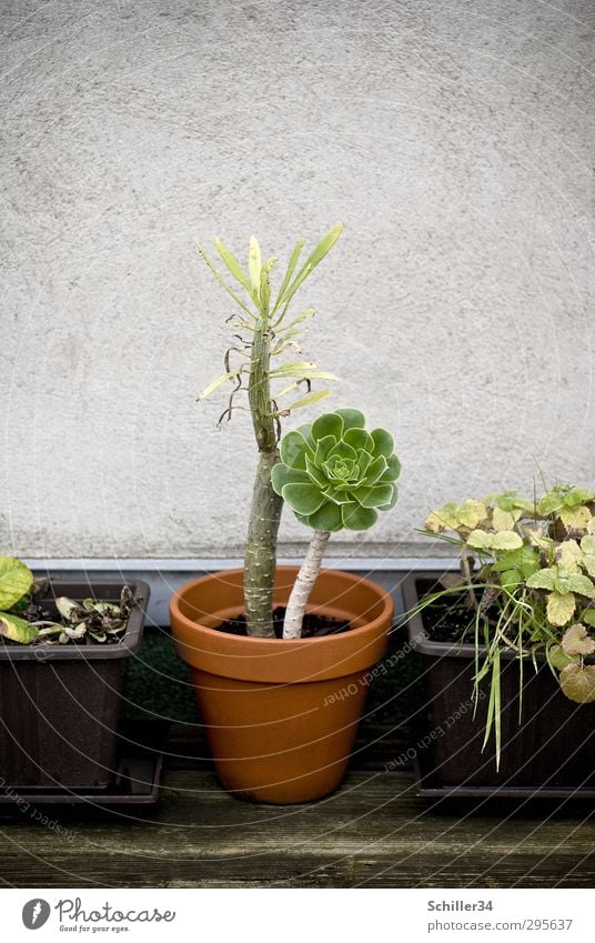 Erwachsen. Topf Lifestyle Häusliches Leben Garten Gartenarbeit Sonnenenergie Energiekrise Umwelt Natur Landschaft Pflanze Erde Frühling Baum Blume Gras