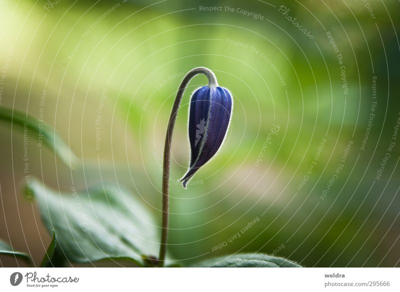 Knospe Umwelt Natur Pflanze Frühling Sommer Blume Blatt Blüte Wildpflanze Blütenknospen Duft einfach elegant frisch neu schön Wärme wild weich blau grün violett