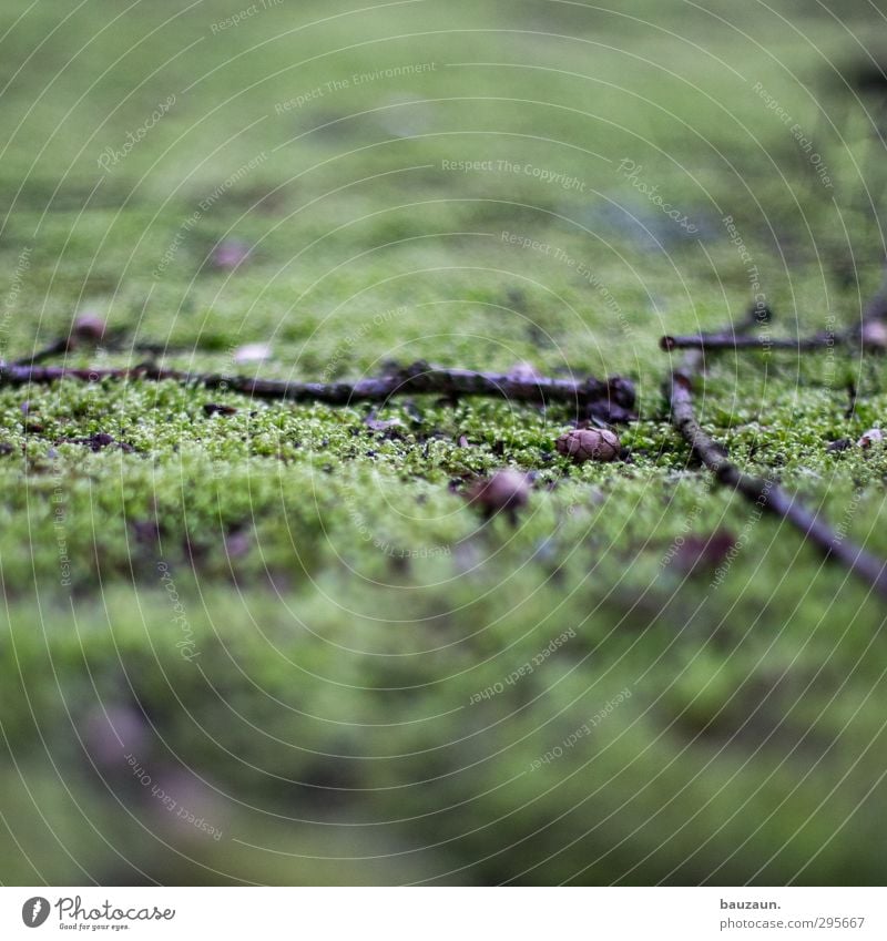 ein grüner weg. Landwirtschaft Forstwirtschaft Umwelt Natur Landschaft Erde Moos Garten Park Wiese Menschenleer Ruine Platz Zapfen Zweig Zweige u. Äste Ast Holz