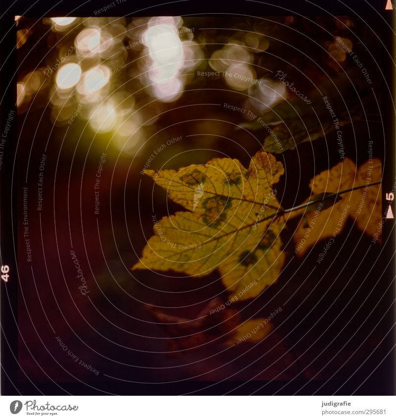 Draußen Umwelt Natur Pflanze Herbst Baum Blatt Wald dehydrieren Wachstum natürlich wild Vergänglichkeit Wandel & Veränderung Farbfoto Außenaufnahme Licht