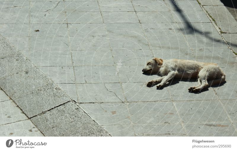 Fauler Hund Ferien & Urlaub & Reisen Tourismus Ausflug Abenteuer Stadt Tier Haustier 1 Beton atmen warten träumen Liebeskummer schlafen Mittagsschlaf