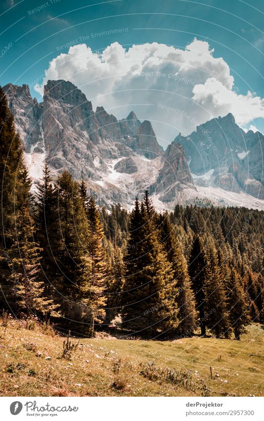 Dolomiten mit Bäumen im Vordergrund II Abenteuer wandern Schönes Wetter schlechtes Wetter Nebel Gipfel Sommer Landschaft Natur Umwelt Ferne Freiheit