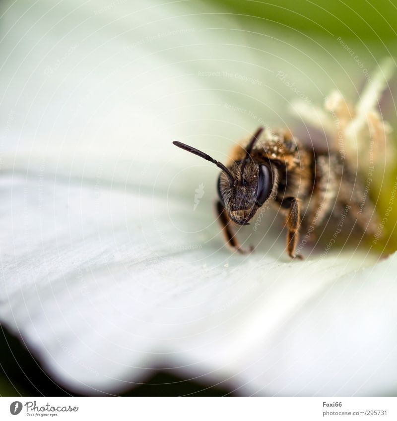 genug gesammelt.....Abflug Natur Sommer Blume Wildpflanze Wiese Nutztier Wildtier Biene 1 Tier Gesundheit kuschlig natürlich niedlich braun orange weiß Stimmung