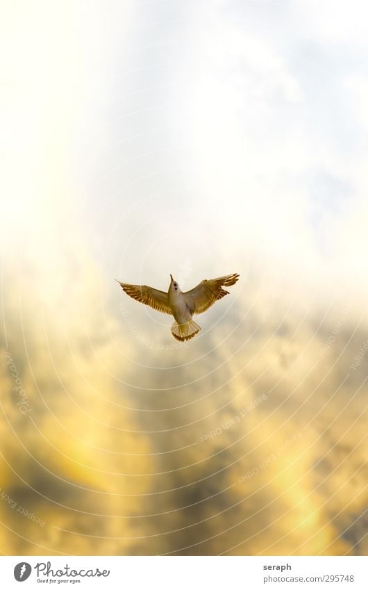 Aufstieg maritim Möwe Vogel fliegen Tier Himmel Spannungsbogen dramatisch discoloration light steigend aufwärts up heben taking off Luft Flügel Feder Natur