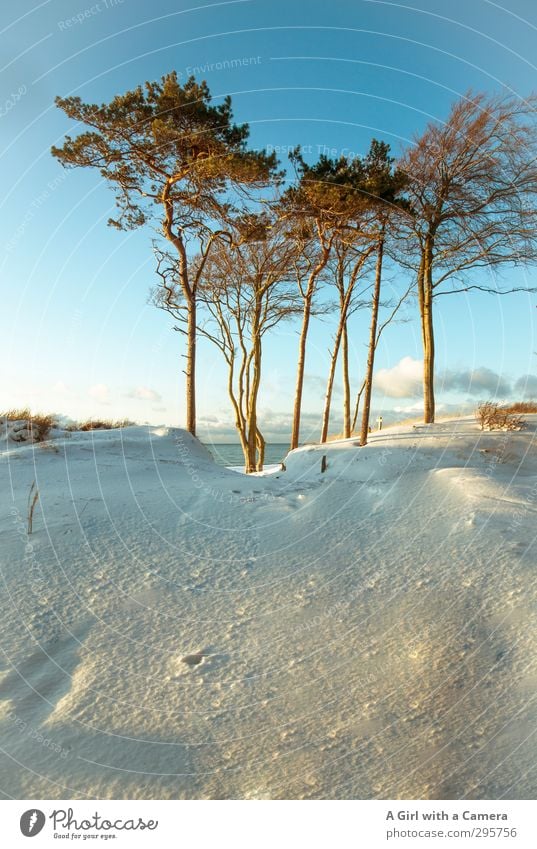 we're famous and we know it Umwelt Natur Landschaft Pflanze Urelemente Wolkenloser Himmel Winter Wetter Schönes Wetter Schnee Baum Küste Ostsee hoch