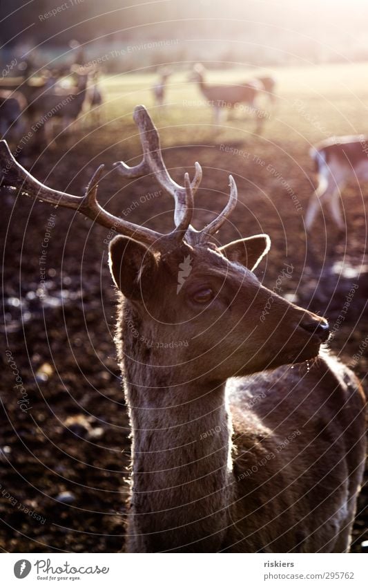 glowing deer v Umwelt Natur Frühling Herbst Schönes Wetter Wiese Feld Hirsche Reh 1 Tier Tiergruppe Herde Tierfamilie beobachten Blick warten ästhetisch