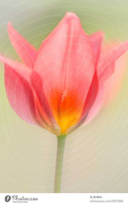 Tulpe in leuchtenden Farben ( Liliaceae ) Natur Pflanze Frühling Schönes Wetter Garten Blühend ästhetisch Duft hell schön Wärme weich mehrfarbig gelb grün