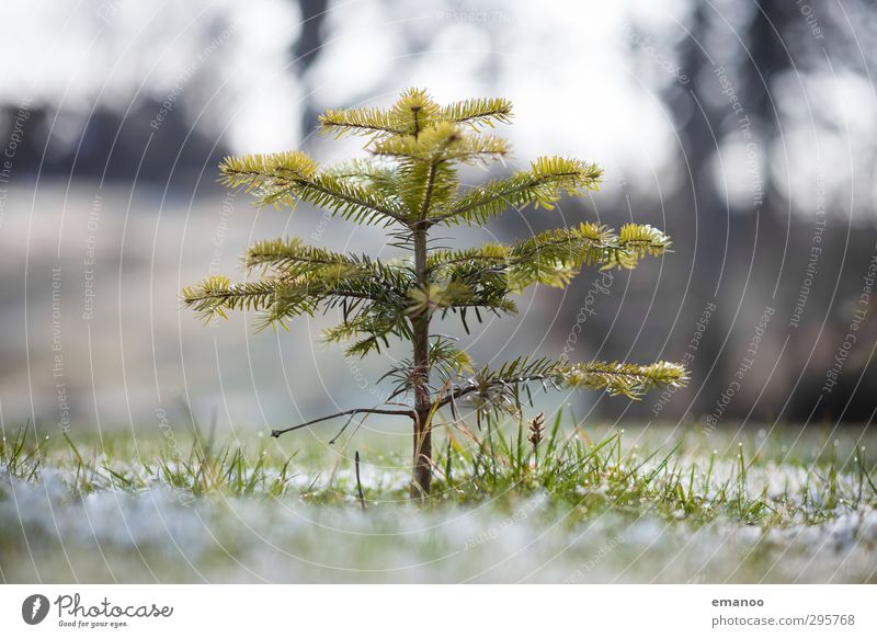 der wächst noch Umwelt Natur Landschaft Pflanze Wasser Winter Klima Wetter Baum Gras Garten Wiese Feld frieren stehen dehydrieren Wachstum dünn kalt klein