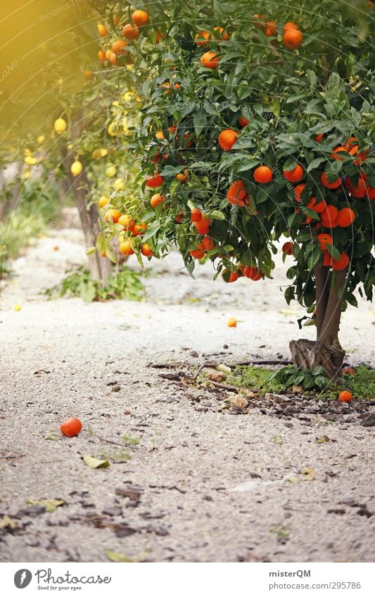 year-round. Kunst ästhetisch Orange Orangensaft Orangenhaut Orangenbaum Orangenhain Zitrone Zitronensaft Zitronenbaum Spanien Farbfoto Gedeckte Farben