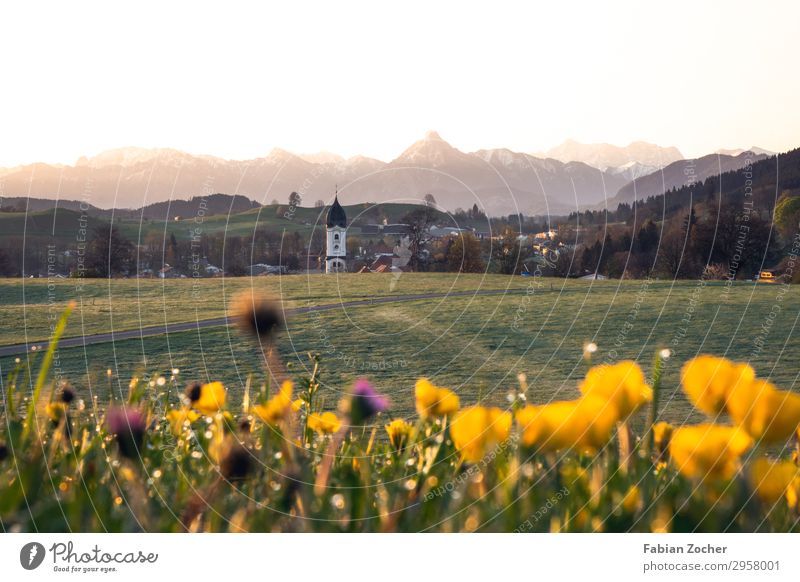 Blumenwiese bei Nesselwang Berge u. Gebirge Natur Landschaft Erde Wolkenloser Himmel Sonnenaufgang Sonnenuntergang Frühling Kleeblüte Hahnenfußgewächse