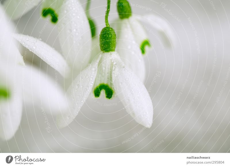 Morgentau Natur Pflanze Wasser Wassertropfen Frühling Regen Blume Blüte Grünpflanze Schneeglöckchen Duft Wachstum frisch nass natürlich wild grau grün weiß