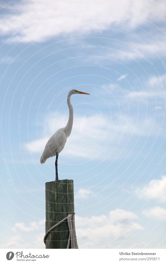 Überblick Tier Luft Himmel Wolken Frühling Küste Wildtier Vogel Silberreiher Reiher Schreitvogel 1 Holz beobachten stehen natürlich dünn stark weiß Kraft