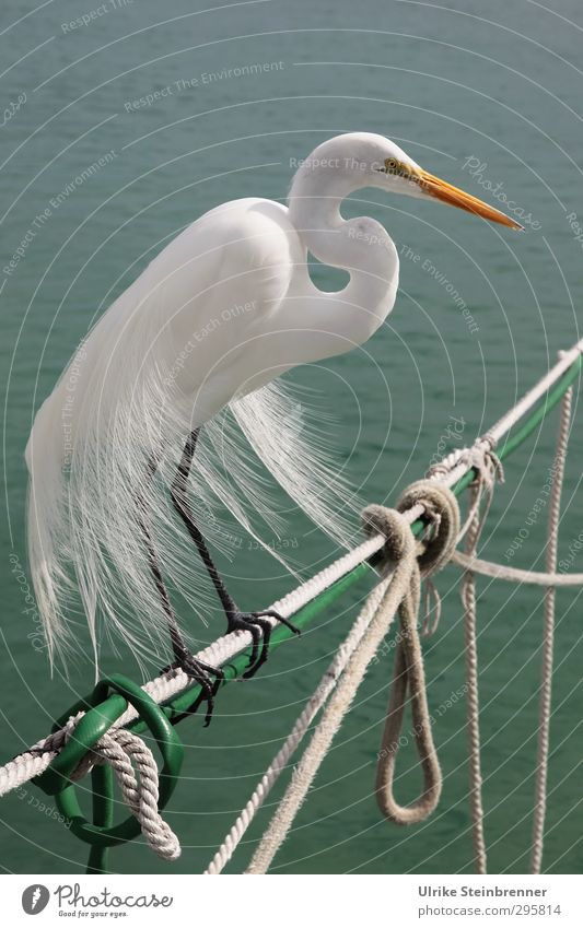 Früh krümmt sich.... Tier Wasser Wellen Küste Meer Atlantik Wildtier Vogel Silberreiher Reiher Schreitvögel 1 beobachten sitzen stehen exotisch dünn schön grün