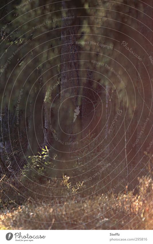 Vorfrühling im Wald heimisch mystisch mysteriös verhext Lichteinfall unheimliche Ruhe Lichtschein romantisch geheimnisvolle Stille Lichtstimmung Stille im Wald