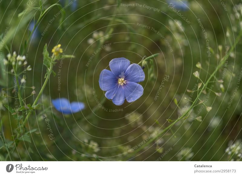 Leinblüten und Hirtentäschel Natur Pflanze Frühling Blume Blatt Blüte Nutzpflanze Wildpflanze Leingewächse Wiesenblume Garten Blumenwiese Blühend verblüht