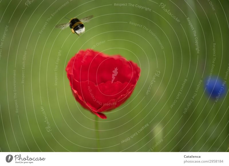 Abflug, eine  Hummel fliegt vom Klatschmohn Natur Pflanze Tier Frühling Blume Gras Blüte Wildpflanze Mohnblüte Kornblume Garten Wiese Feld Insekt Erdhummel 1