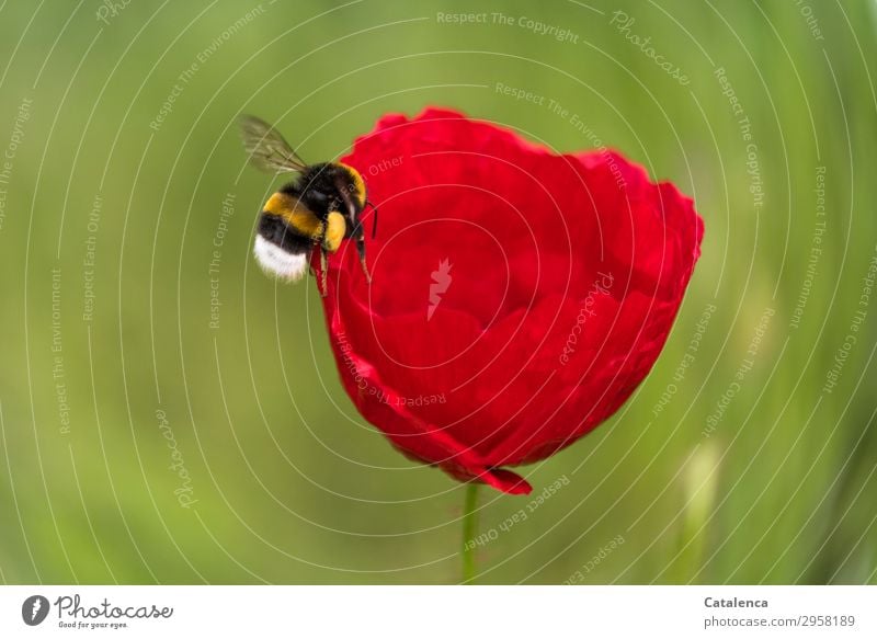 Eine Hummel fliegt auf die Blüte des Klatschmohn zu Natur Pflanze Tier Frühling Blume Gras Mohnblüte Garten Wiese Feld Insekt Erdhummel 1 Blühend fliegen dick