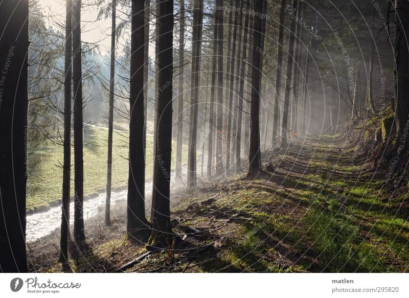 am Waldrand Natur Landschaft Wetter Nebel Baum Gras Hügel Berge u. Gebirge Flussufer braun grün Lichterscheinung Farbfoto Außenaufnahme Menschenleer Tag