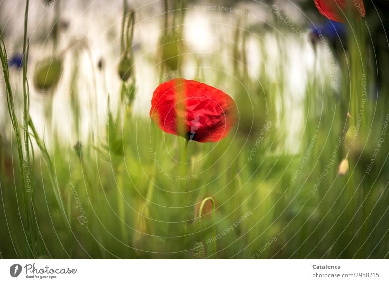 Klatschmohnen der Wiese Natur Pflanze Frühling Blume Gras Blatt Blüte Wildpflanze Mohn Kornblume Graswiese Garten Blumenwiese Blühend Duft verblüht dehydrieren