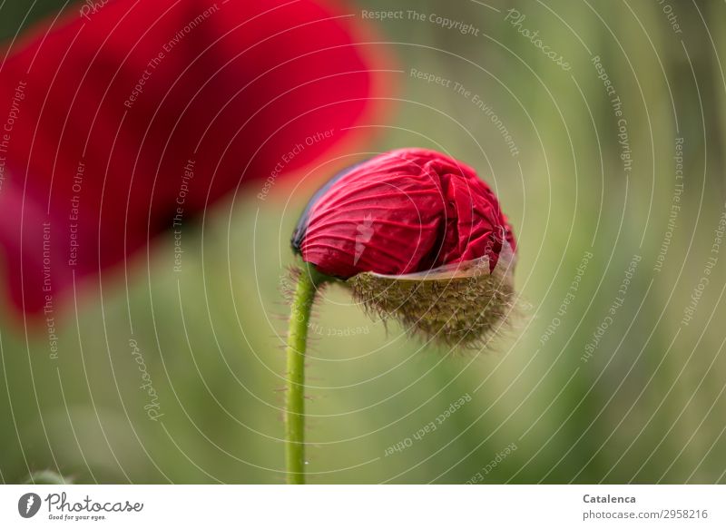 Eine Mohnblüte entfaltet sich Natur Pflanze Frühling Blume Gras Blüte Wildpflanze Klatschmohn Garten Wiese Blühend verblüht schön grün rot schwarz Fröhlichkeit