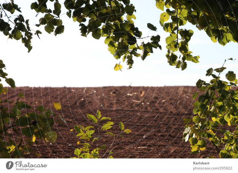 Lichtblick Erntedankfest Gartenarbeit Landwirtschaft Forstwirtschaft Umwelt Natur Erde Himmel Sonnenlicht Frühling Herbst Klimawandel Wetter Pflanze Baum