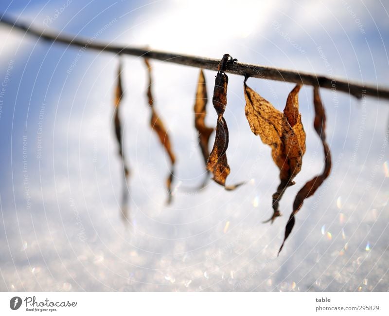 lined up Umwelt Natur Landschaft Pflanze Urelemente Sonnenlicht Frühling Herbst Winter Schönes Wetter Eis Frost Schnee Sträucher Blatt Grünpflanze Wildpflanze